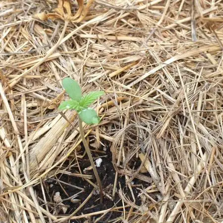 2 Plants 1 Pot #EXP01