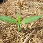 2 Plants 1 Pot #EXP01