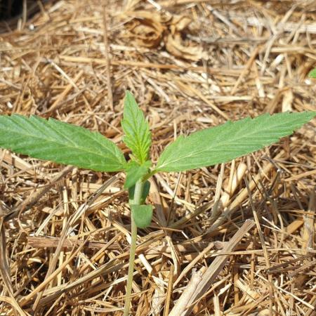 2 Plants 1 Pot #EXP01