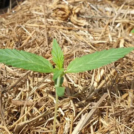 2 Plants 1 Pot #EXP01