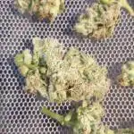 Auto Moon Rock #1