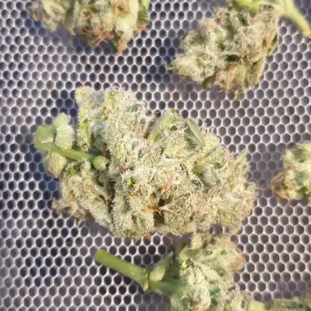 Auto Moon Rock #1