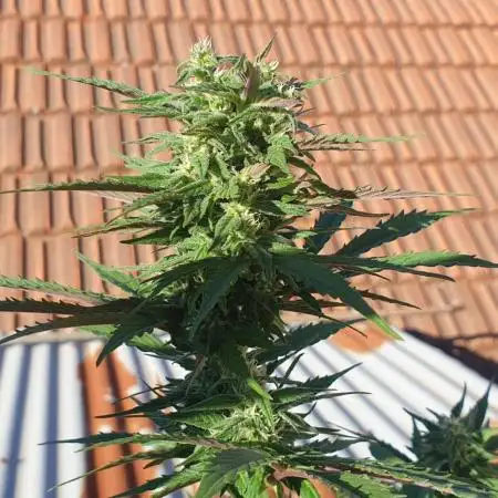 Auto Ak-47 XL #RESTART