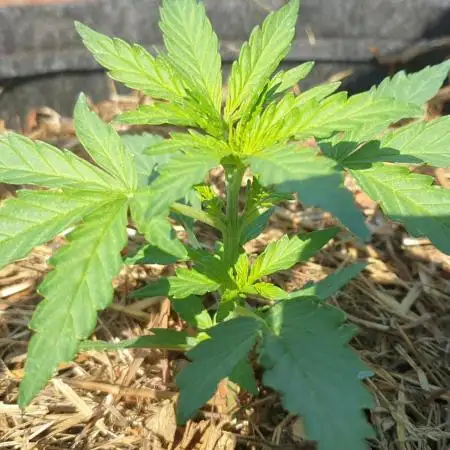 Auto Biscotti Zkittlez #1