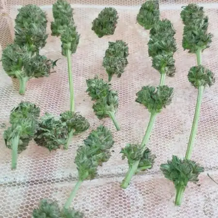 Auto Biscotti Zkittlez #1