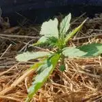 Auto Ak-47 XL #RESTART
