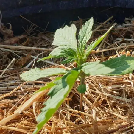 Auto Ak-47 XL #RESTART
