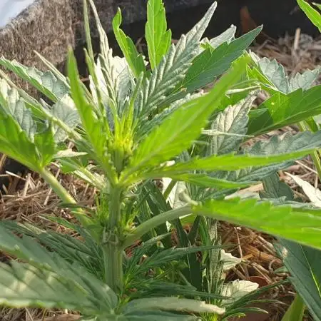 Auto Biscotti Zkittlez #1