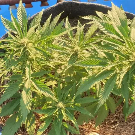 2 Plants 1 Pot #EXP02