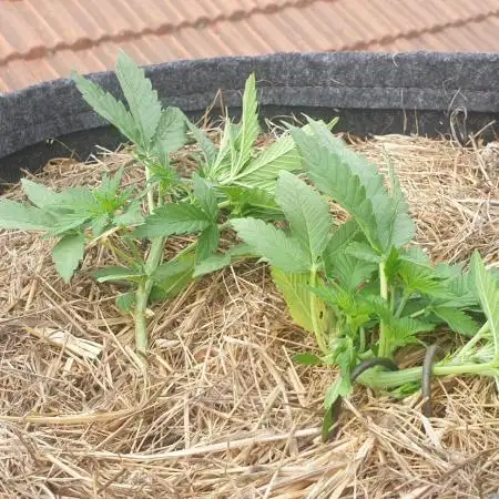 2 Plants 1 Pot #EXP01
