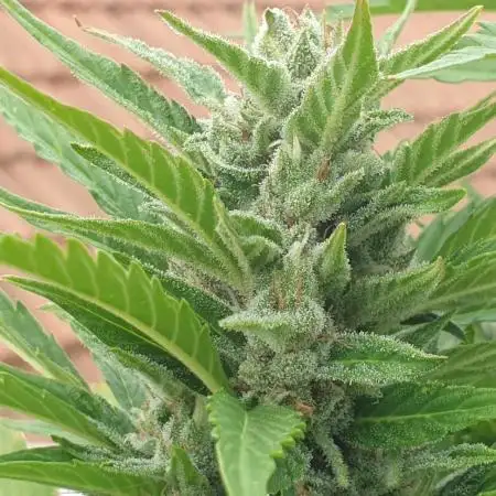 2 Plants 1 Pot #EXP01