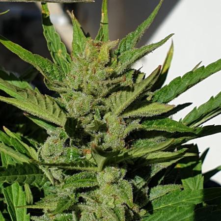 2 Plants 1 Pot #EXP01