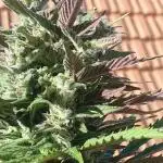 Auto Ak-47 XL #RESTART
