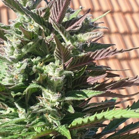 Auto Ak-47 XL #RESTART