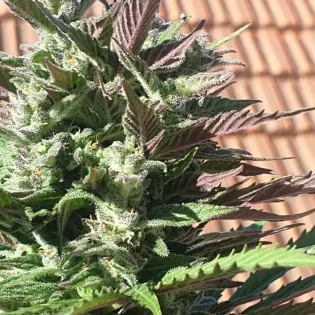 Auto Ak-47 XL #RESTART