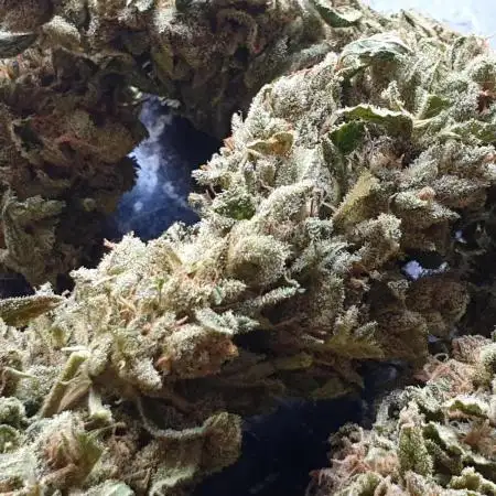 2 Plants 1 Pot #EXP01