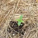 2 Plants 1 Pot #EXP02