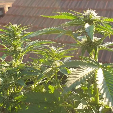 2 Plants 1 Pot #EXP01