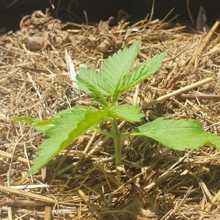 Auto Ak-47 XL #1