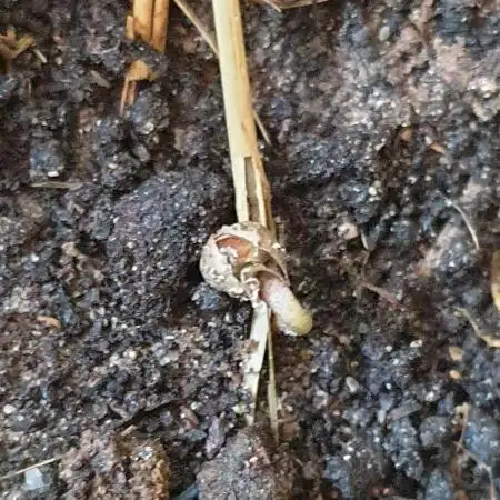 Auto Ak-47 XL #RESTART