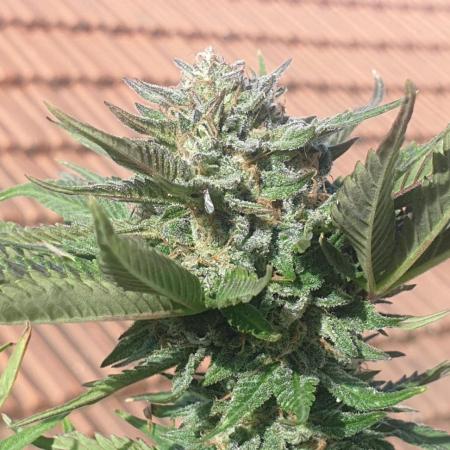 2 Plants 1 Pot #EXP02