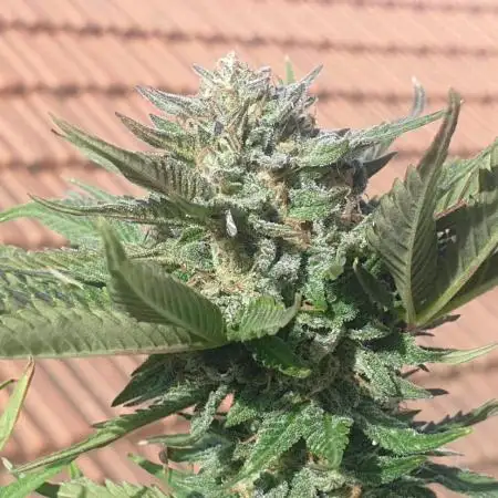 2 Plants 1 Pot #EXP02