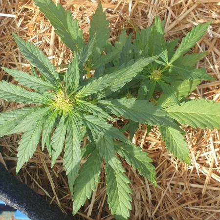 Auto Moon Rock #1