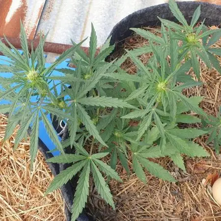 Auto Biscotti Zkittlez #1