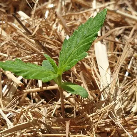 Auto Ak-47 XL #RESTART
