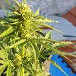 Auto Ak-47 XL #RESTART