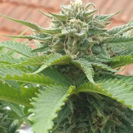 2 Plants 1 Pot #EXP02