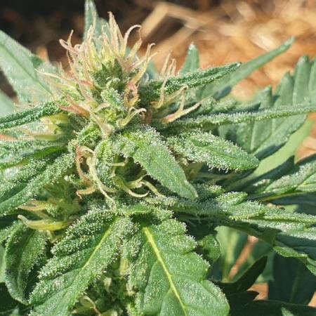 Auto Moon Rock #1