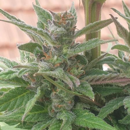 Auto Ak-47 XL #RESTART