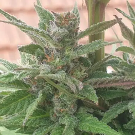 Auto Ak-47 XL #RESTART