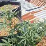 Auto Biscotti Zkittlez #1