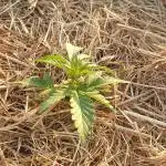 Auto Moon Rock #1