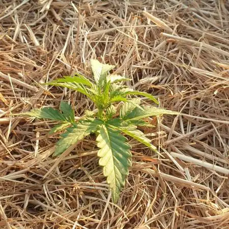 Auto Moon Rock #1