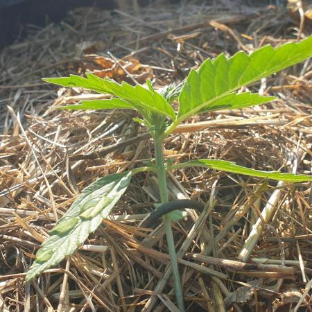 2 Plants 1 Pot #EXP01
