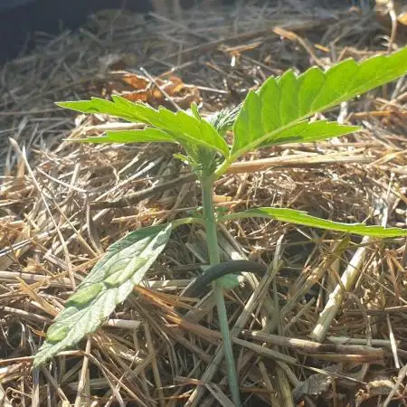 2 Plants 1 Pot #EXP01