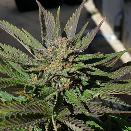 2 Plants 1 Pot #EXP02