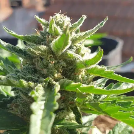 Auto Moon Rock #1