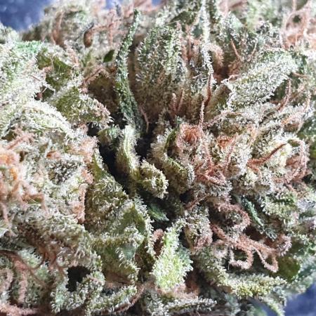 2 Plants 1 Pot #EXP02