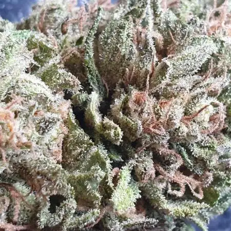 2 Plants 1 Pot #EXP02