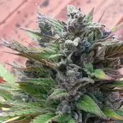 Auto Ak-47 XL #RESTART