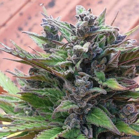 Auto Ak-47 XL #RESTART