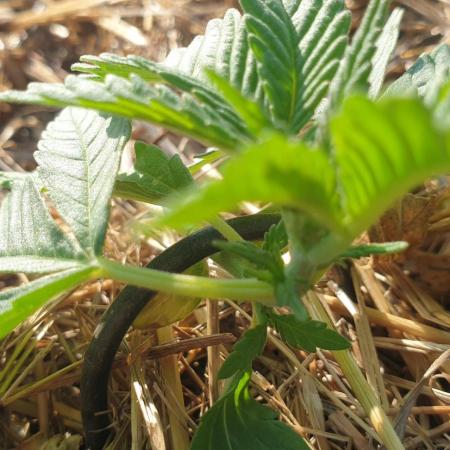 2 Plants 1 Pot #EXP02