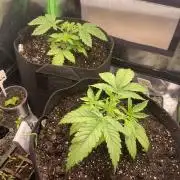 HellfireOG