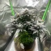 SnowGrow