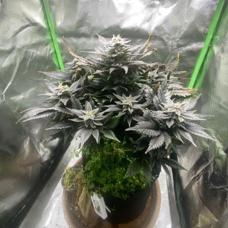 SnowGrow