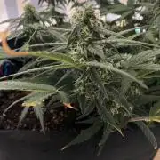 Auto Super Lemon Haze / TV Ünitesi